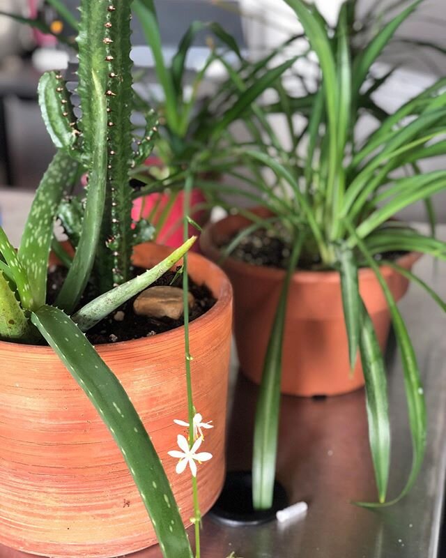 Happy Sunday! There&rsquo;s still time to order for Tuesday deliveries and Wednesday curbside pickups :)
